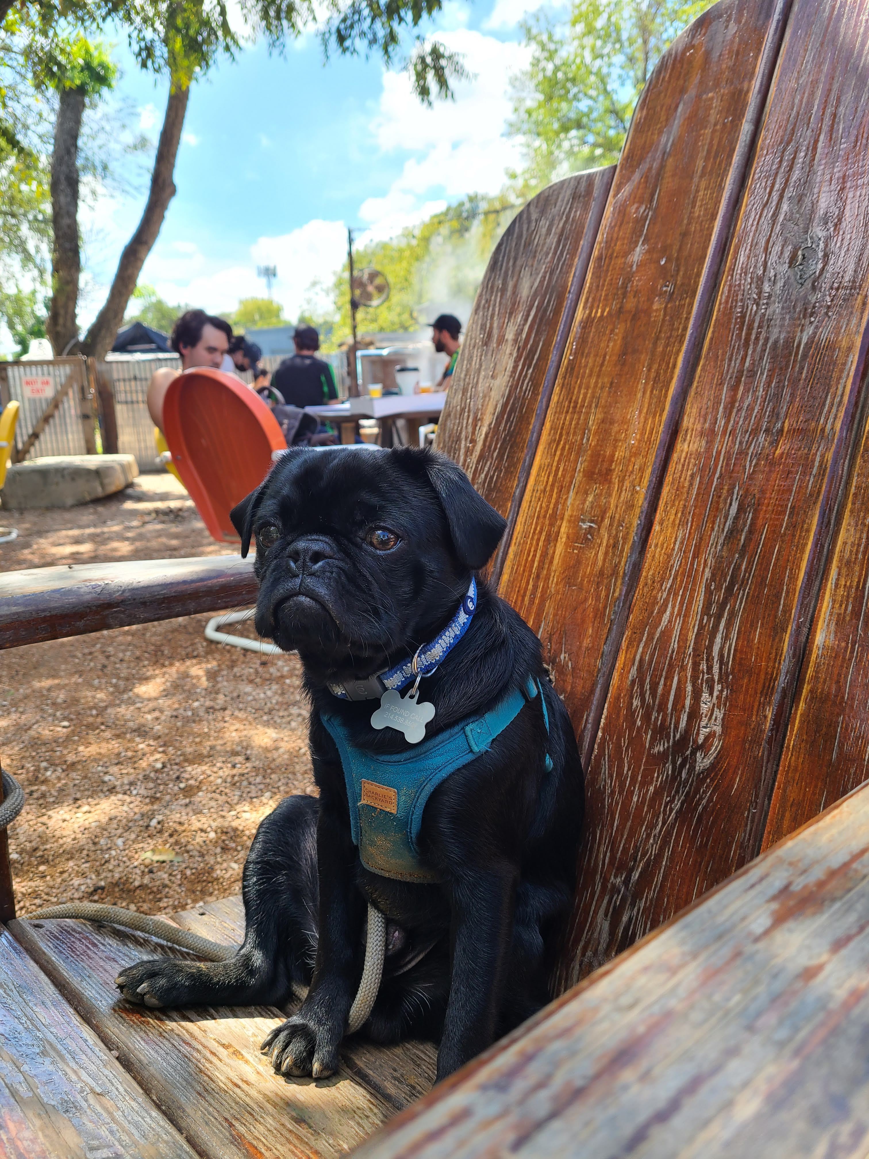 Black small dog sitting on a bench