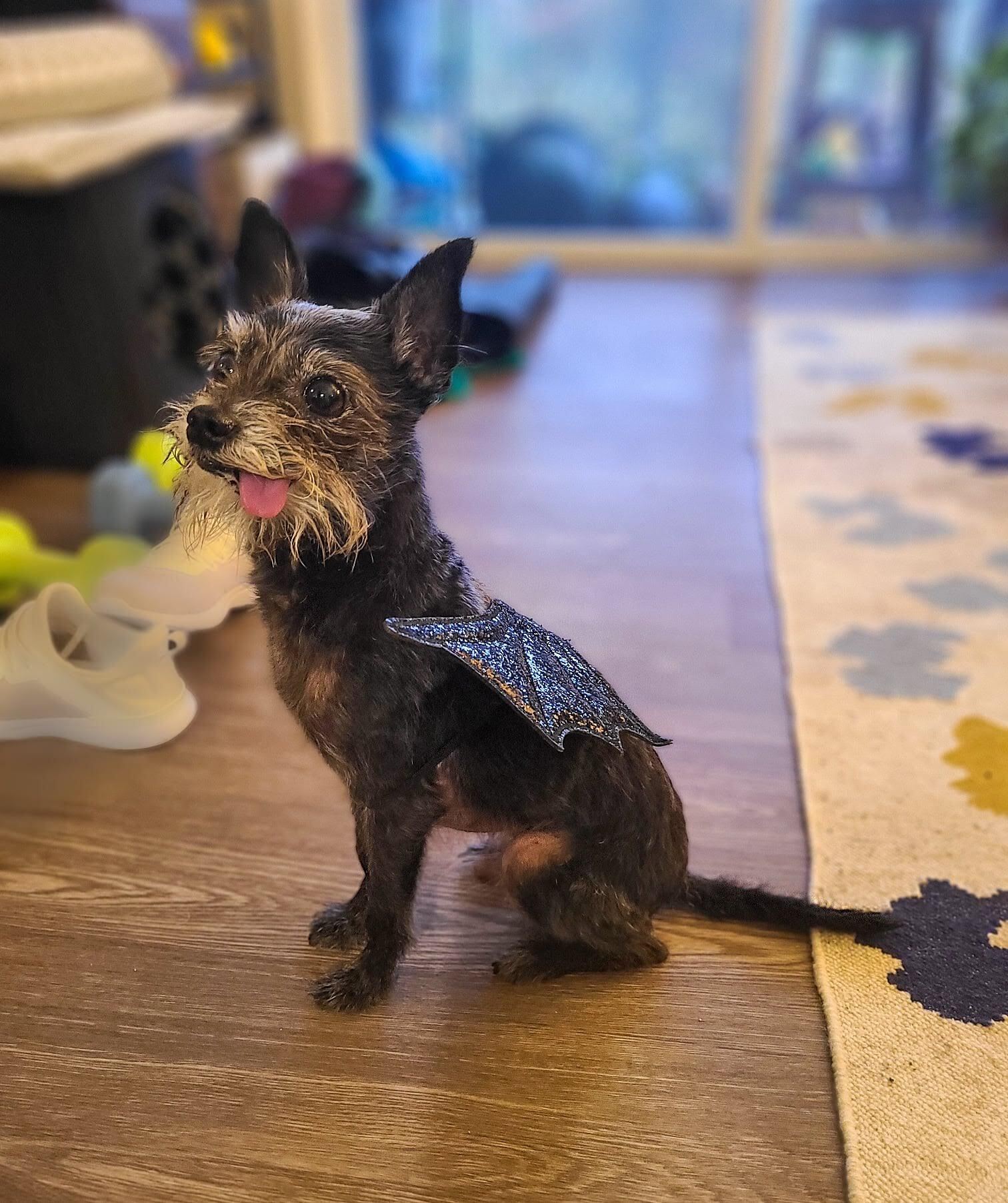Small grey and black dog with tongue out