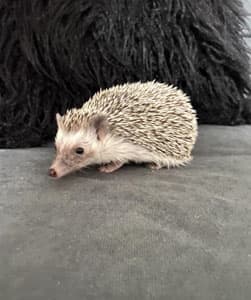Hedgehog Barbara