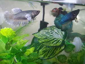 Multiple betta fish in a tank