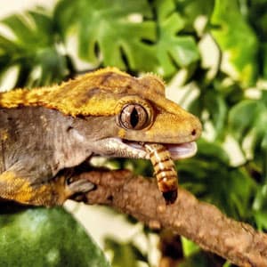 Brown Crested Gecko named Kovacs