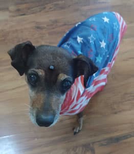 Small brown named Lady Kristine with American Flag on her back
