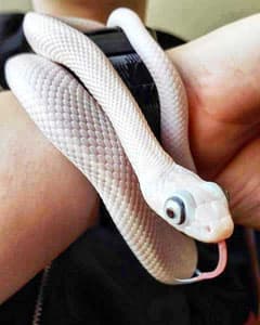 White Texas rat snake