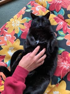 Black cat laying on her back being pet on her belly