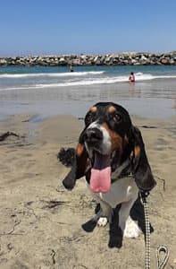 Black small dog on a beach with tongue out