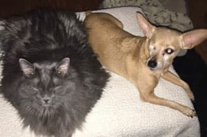 Black cat sleeping on the left side and skinny brown dog laying on the right side