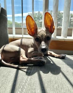 Small grey dog with big ears